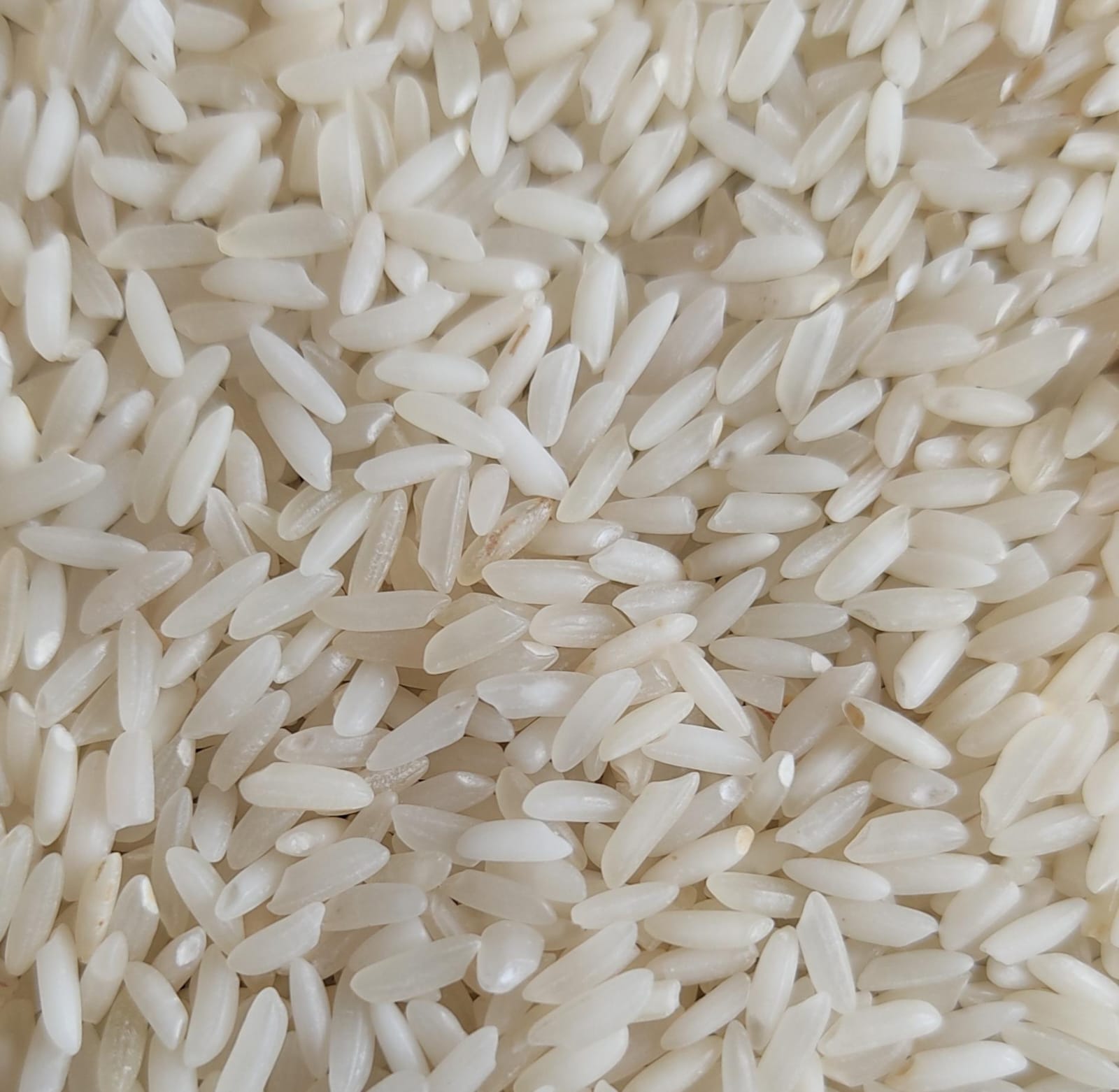 KATARNI RICE